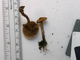 Inocybe unicolor image