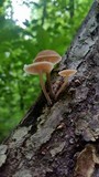 Gymnopus dichrous image