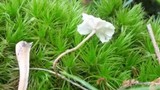 Marasmius delectans image