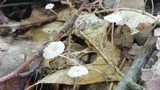 Marasmius delectans image