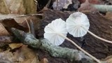 Marasmius delectans image