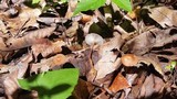 Gymnopus semihirtipes image