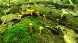 Cantharellus minor image