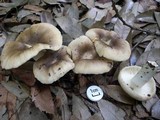 Russula pectinatoides image
