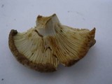 Russula pectinatoides image