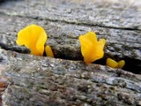 Dacryopinax spathularia image