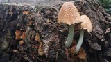 Coprinellus domesticus image
