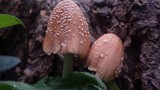 Coprinellus domesticus image