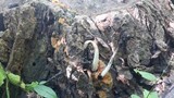 Coprinellus domesticus image