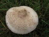 Agaricus placomyces image