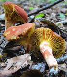 Phylloporus leucomycelinus image