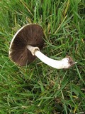 Agaricus placomyces image