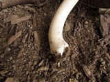 Agaricus placomyces image