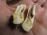 Agaricus placomyces image