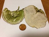 Trametes gibbosa image