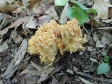 Ramaria aurea image