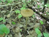 Oudemansiella furfuracea image