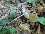 Oudemansiella furfuracea image