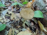 Oudemansiella furfuracea image