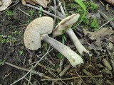 Leccinum luteum image