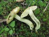 Leccinum luteum image