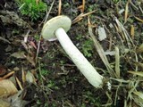 Leccinum luteum image