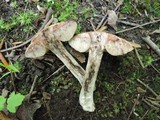 Leccinum luteum image