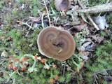 Coltricia perennis image