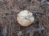 Suillus weaverae image