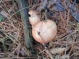 Suillus weaverae image