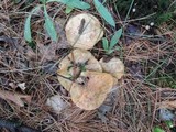 Suillus weaverae image