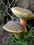 Boletus chrysenteron image