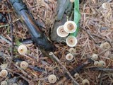 Crinipellis piceae image