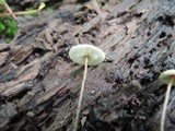 Crinipellis piceae image