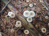 Crinipellis piceae image