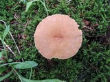 Clitocybe squamulosa image