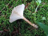 Clitocybe squamulosa image