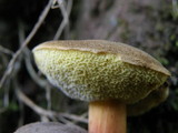 Boletus chrysenteron image