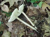 Melanoleuca alboflavida image