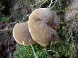 Boletus chrysenteron image