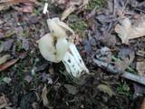 Helvella crispa image