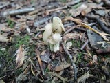 Helvella crispa image