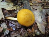 Pluteus leoninus image