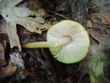 Pluteus leoninus image