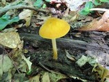 Pluteus leoninus image