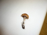 Conocybe aporos image