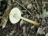 Pluteus leoninus image