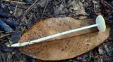 Oudemansiella incognita image