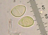 Oudemansiella incognita image