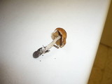 Conocybe aporos image